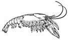 Drawing of a crayfish.